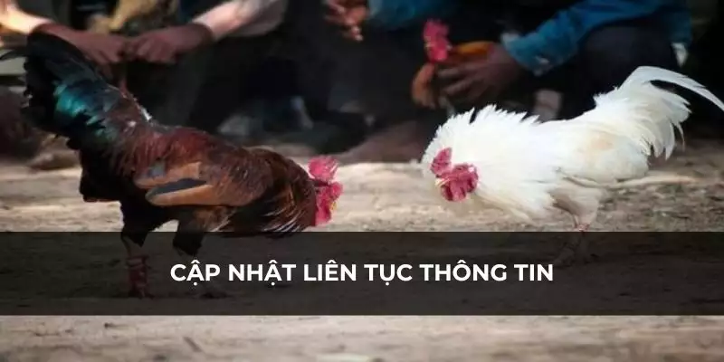 Thông tin được update nhanh chóng, liên tục