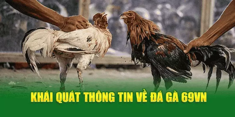 Thông tin về đá gà 69VN