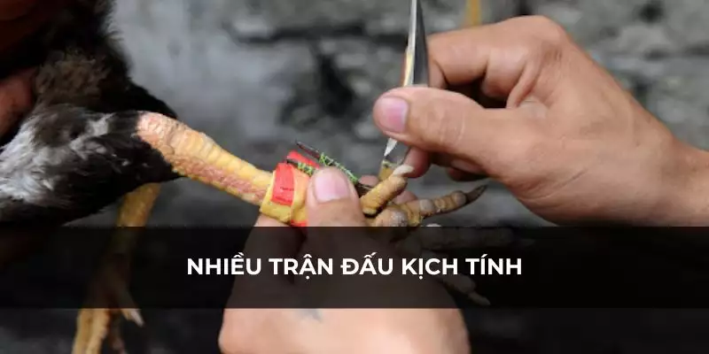 Hấp dẫn trong từng trận chiến